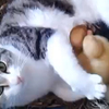 Cat breastfeeds three ducklings (video)