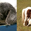 End of days: Shetland pony breastfeeds a lamb and a dog wet nurses a cat