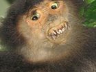 Terrible taxidermy – 15 animals that suffered bad cosmetic surgery