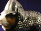 For sale: This Game of Thrones suit of armour for your guinea pig