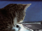 Cat owners – these 40 Gifs are for you