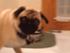 Dogs owners – these 40 Gifs are for you